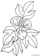 Lamina para colorear Dibujos de Frutas. higos
